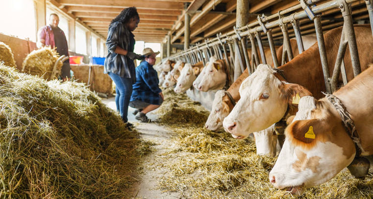 Farmers with cows representing animal husbandry applications of liquid nitrogen